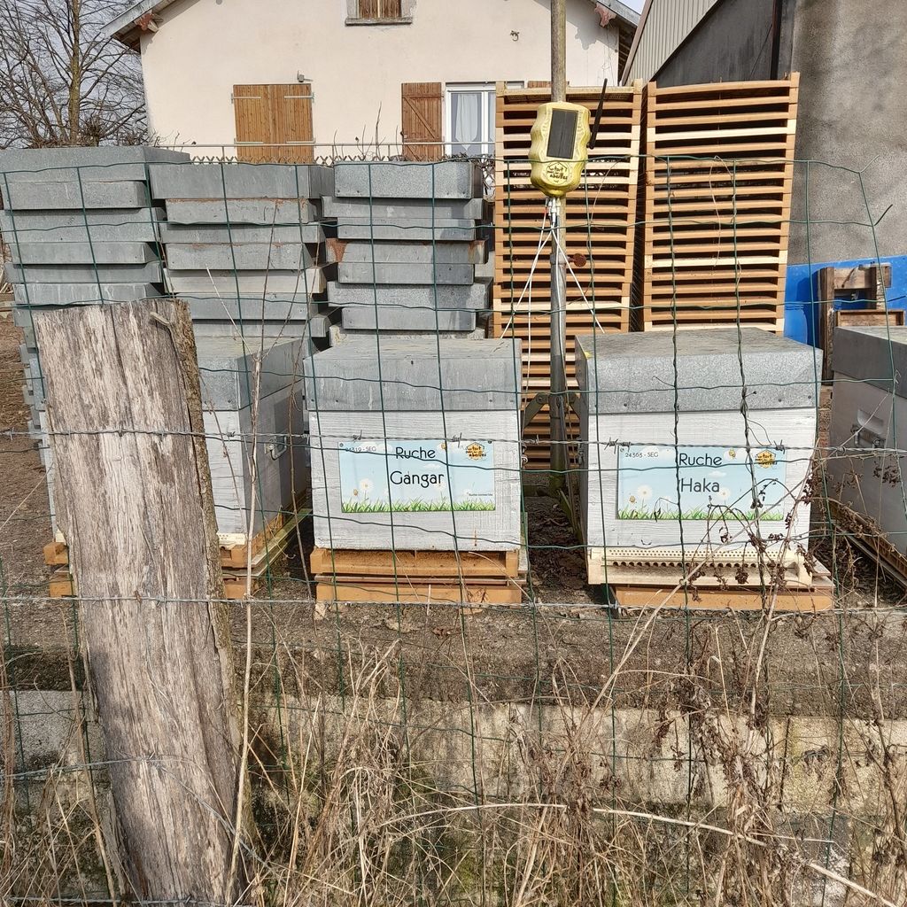 La ruche Gangar