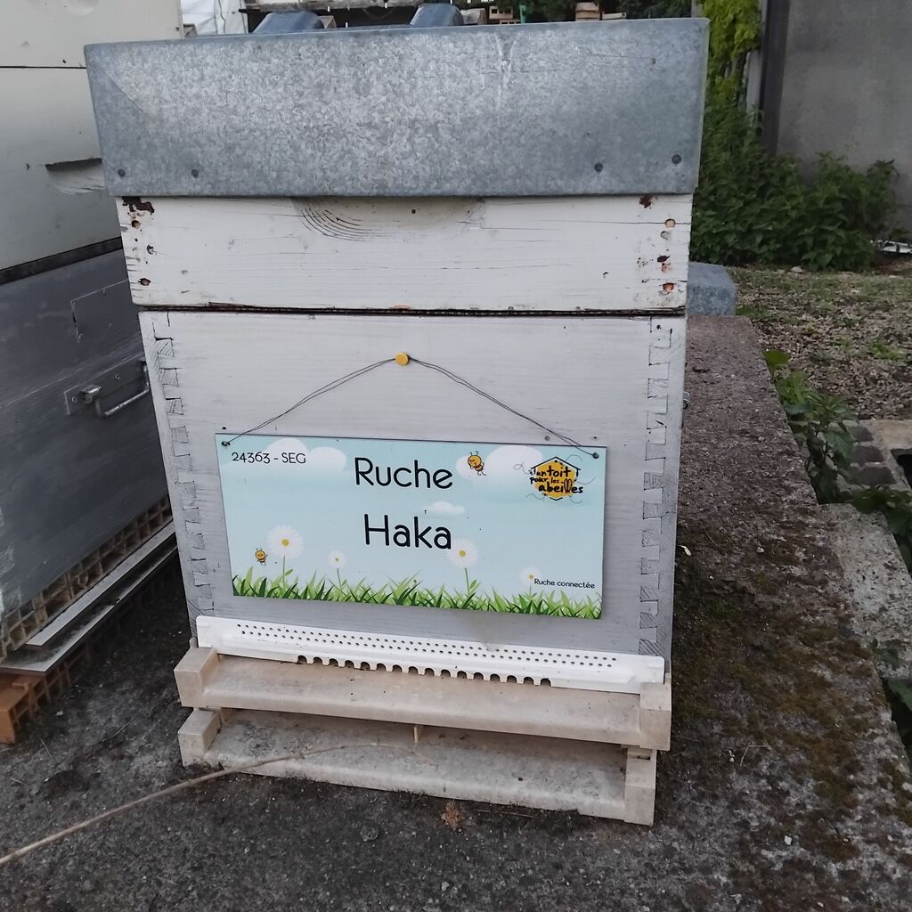 La ruche Gangar
