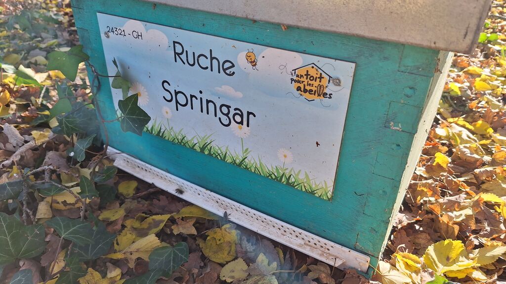 La ruche Springar
