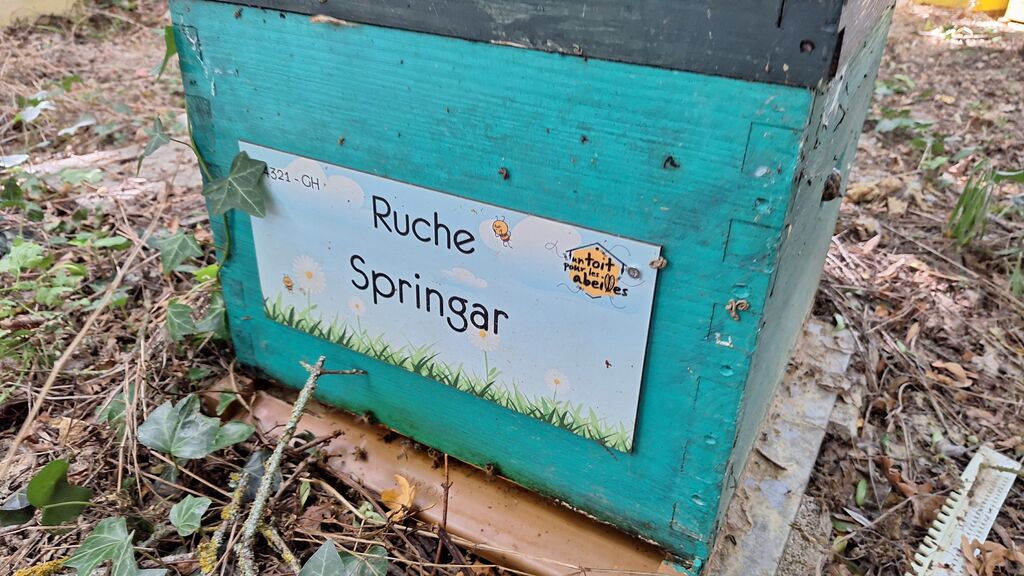 La ruche Springar