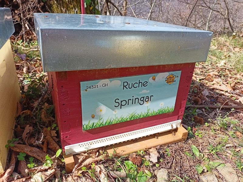 La ruche Springar