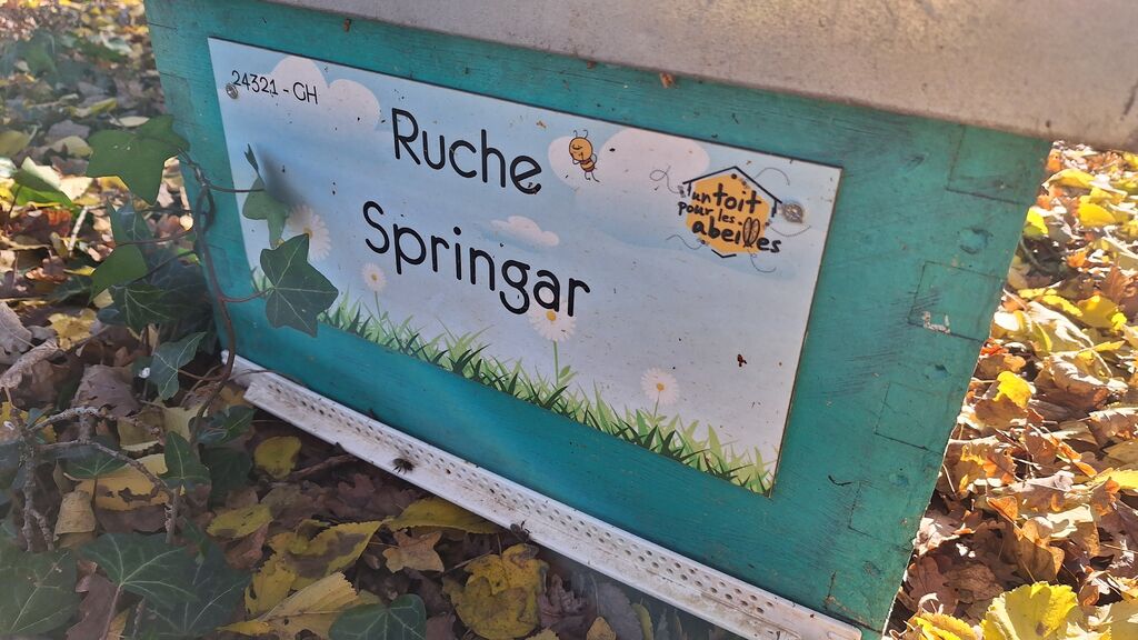La ruche Springar