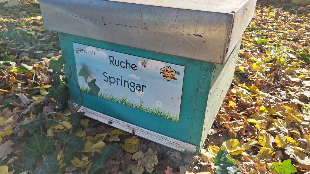 La ruche Springar