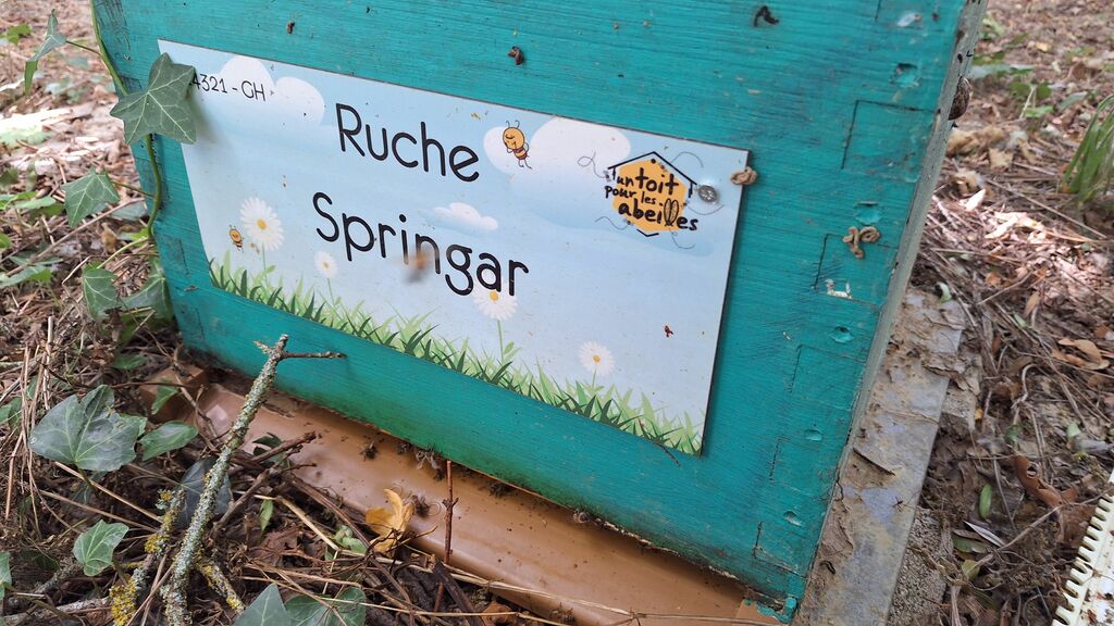 La ruche Springar