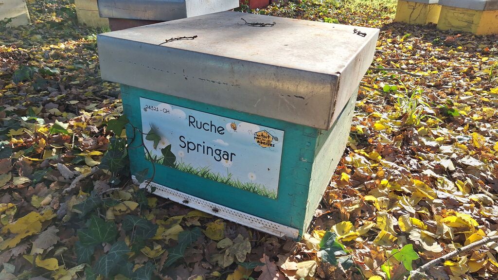 La ruche Springar