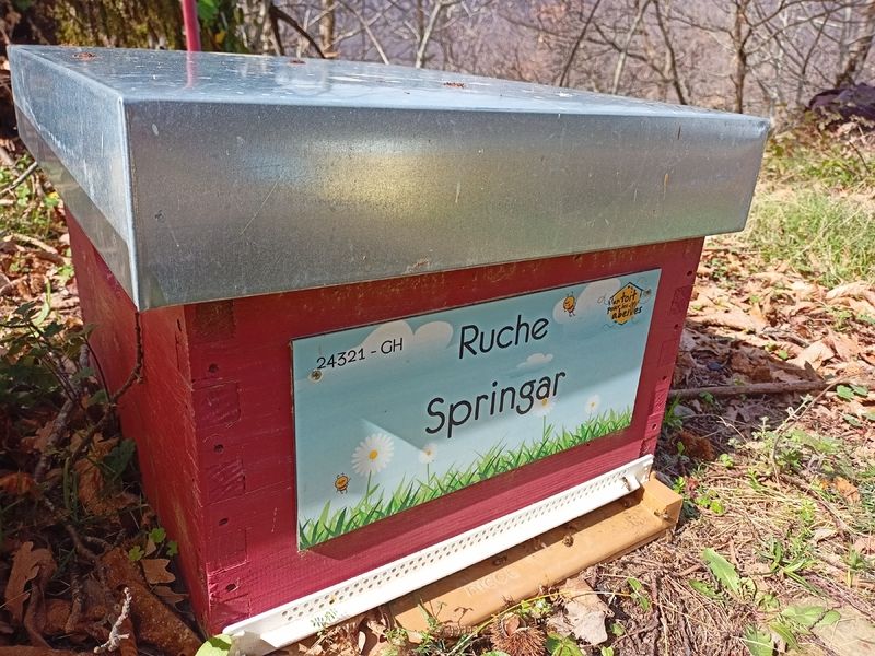 La ruche Springar