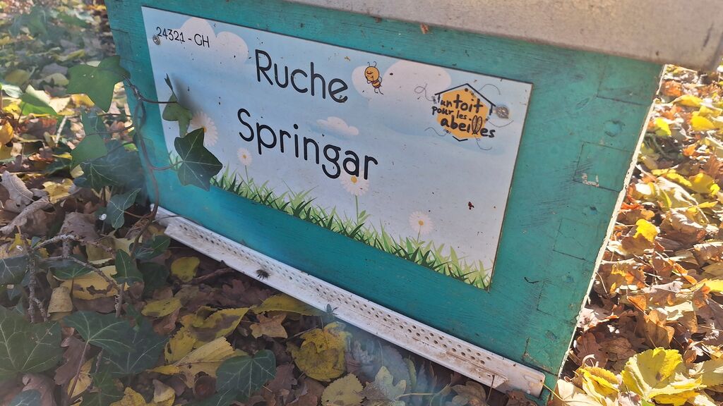 La ruche Springar