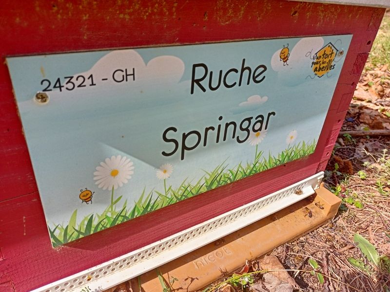La ruche Springar