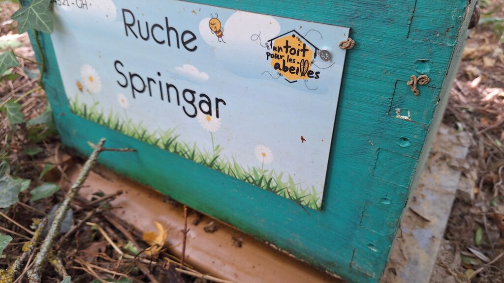 La ruche Springar