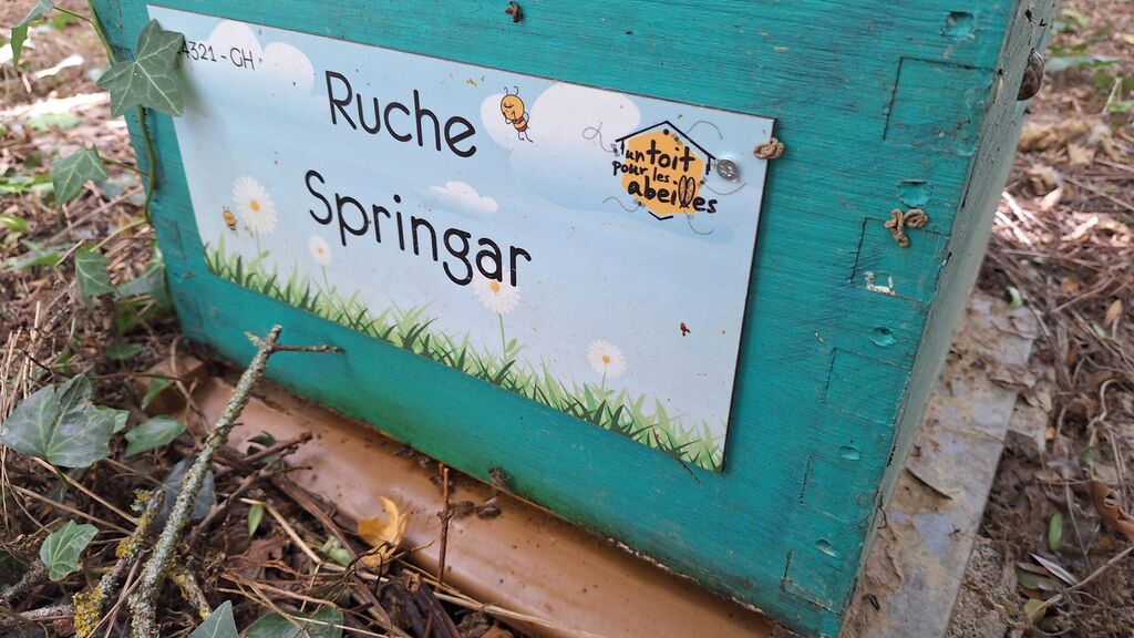 La ruche Springar
