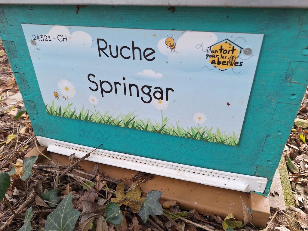 La ruche Springar