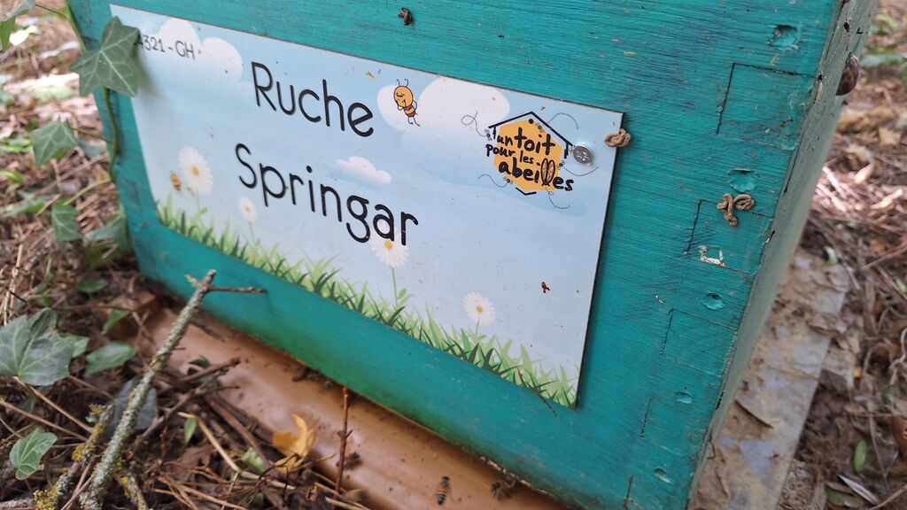 La ruche Springar