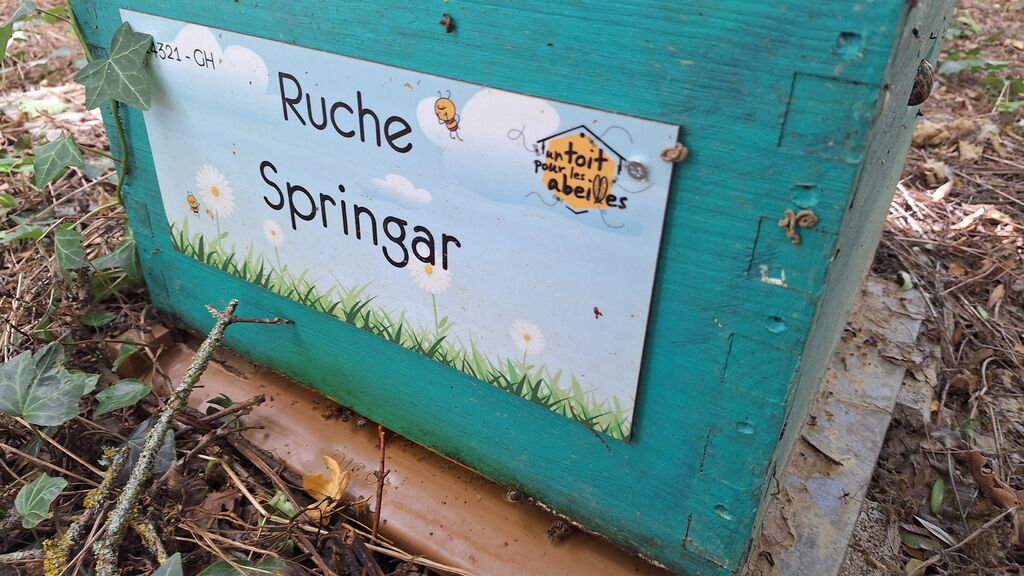 La ruche Springar