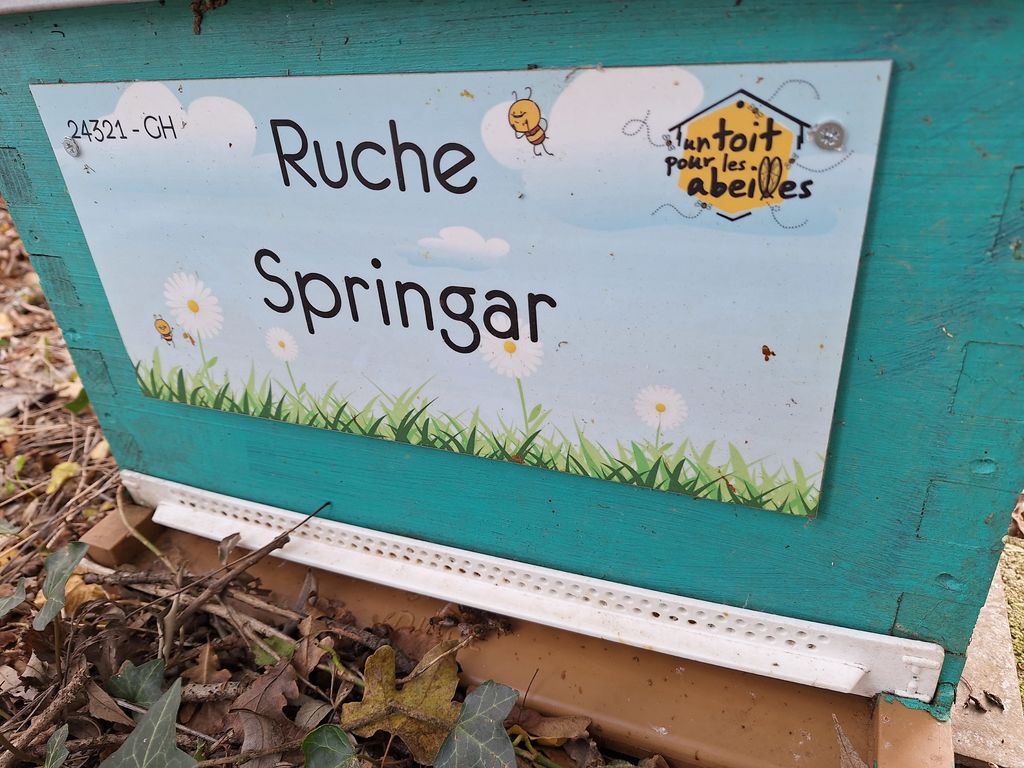 La ruche Springar