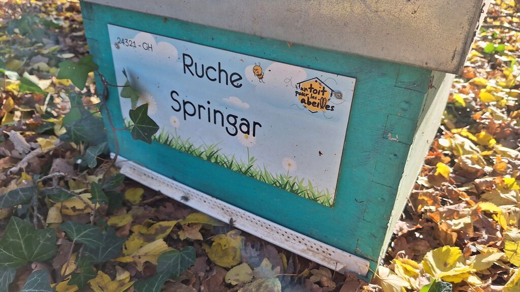 La ruche Springar