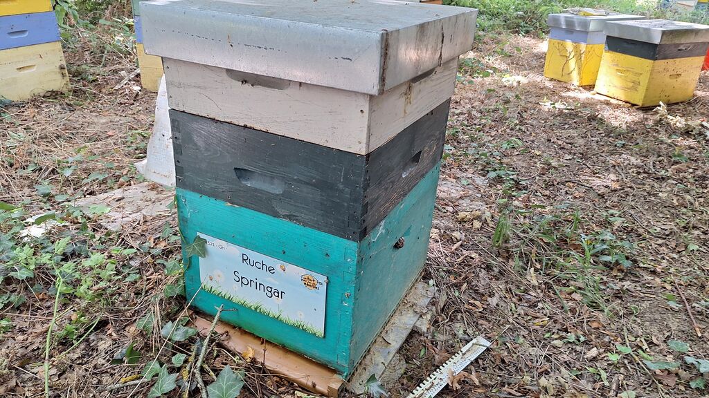 La ruche Springar