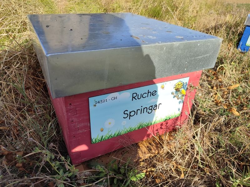La ruche Springar