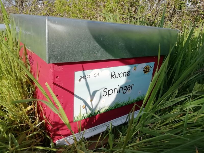 La ruche Springar