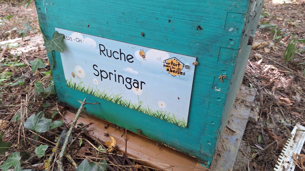 La ruche Springar