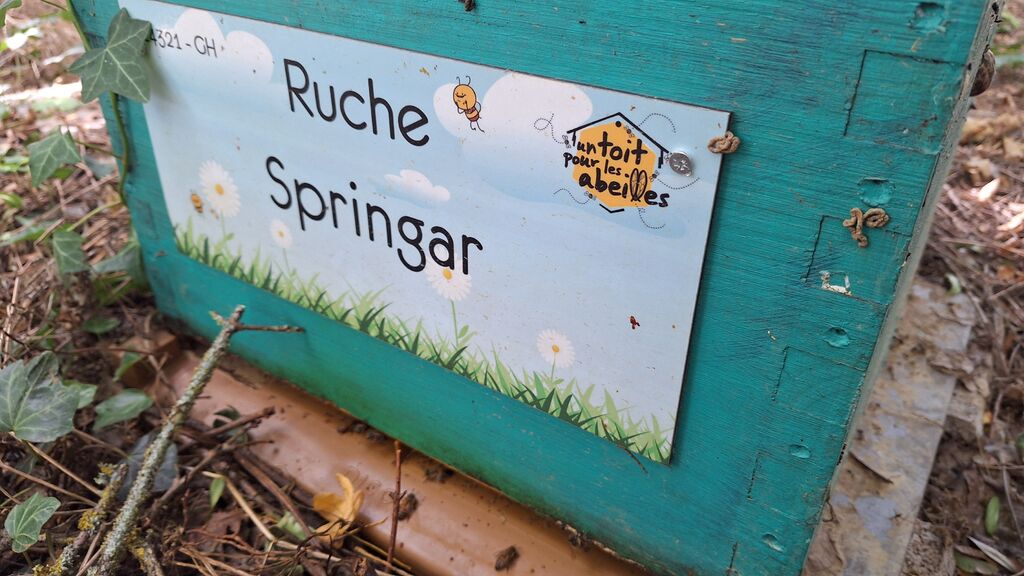 La ruche Springar
