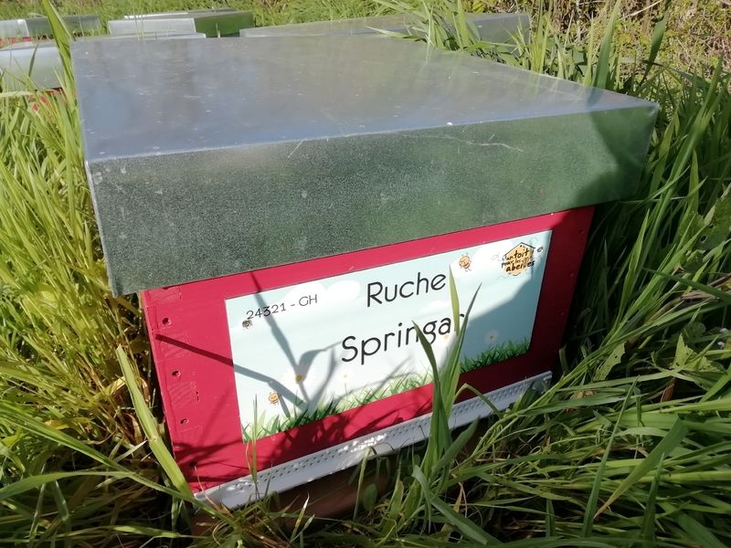 La ruche