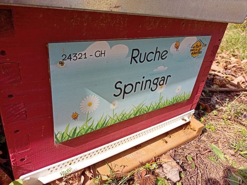 La ruche Springar