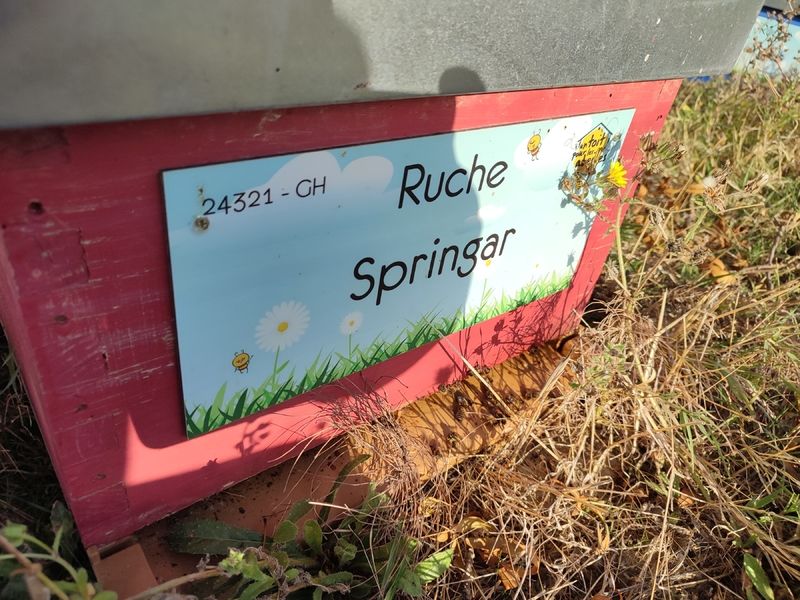 La ruche Springar