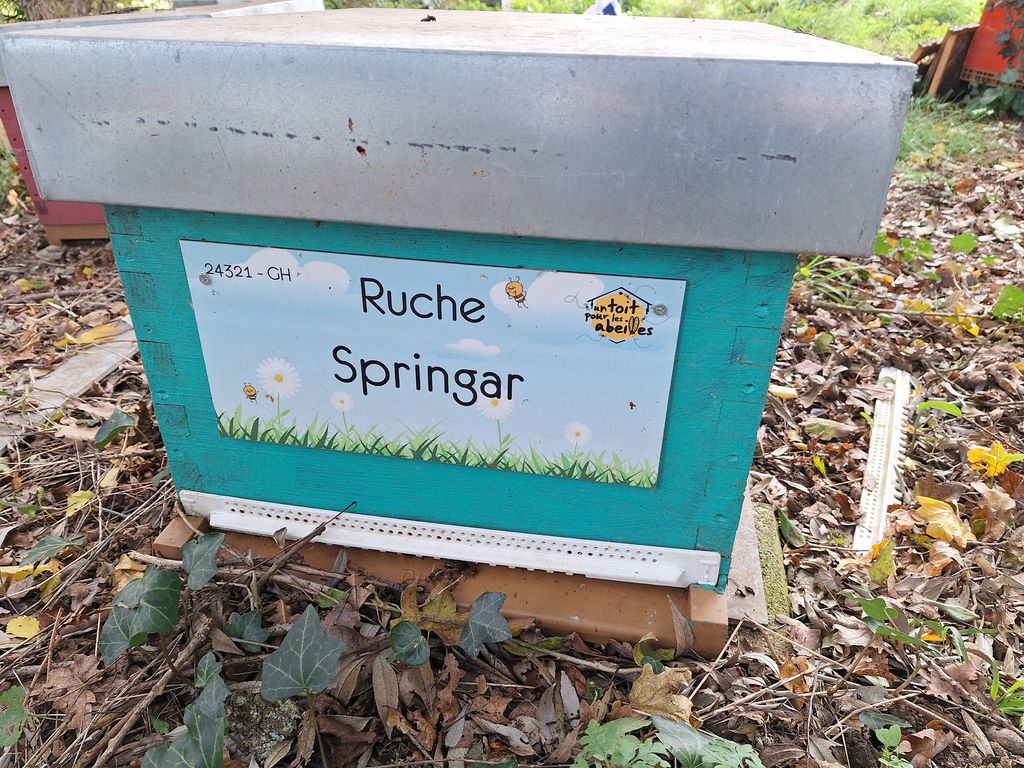 La ruche Springar