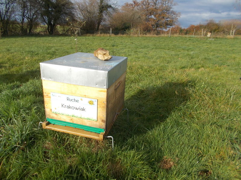 La ruche Krakowiak
