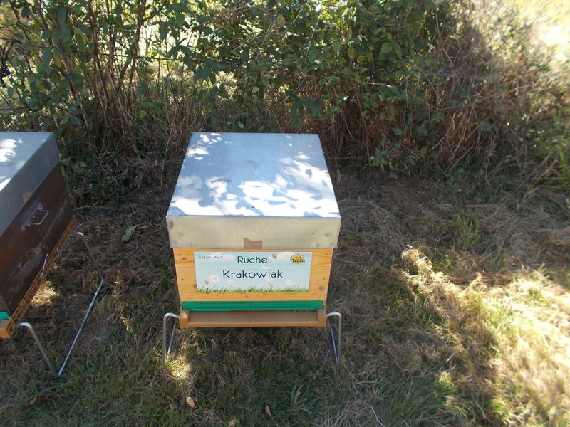La ruche Krakowiak
