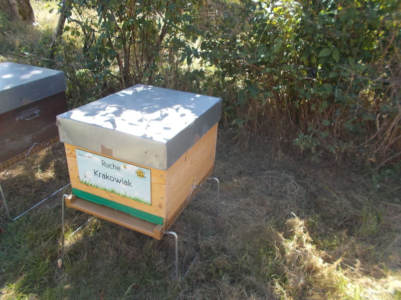 La ruche Krakowiak