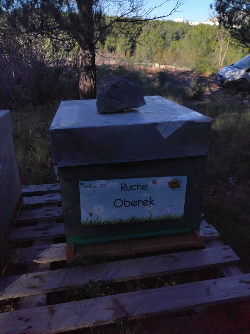 La ruche Oberek