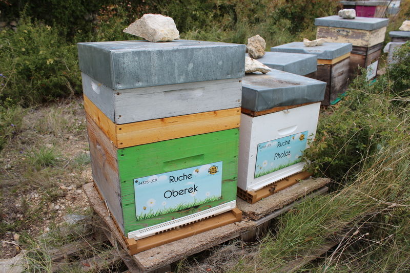 La ruche Oberek