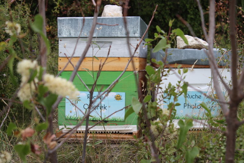 La ruche Oberek