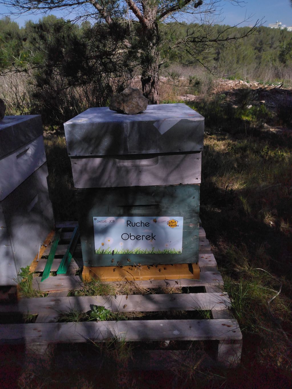 La ruche Oberek