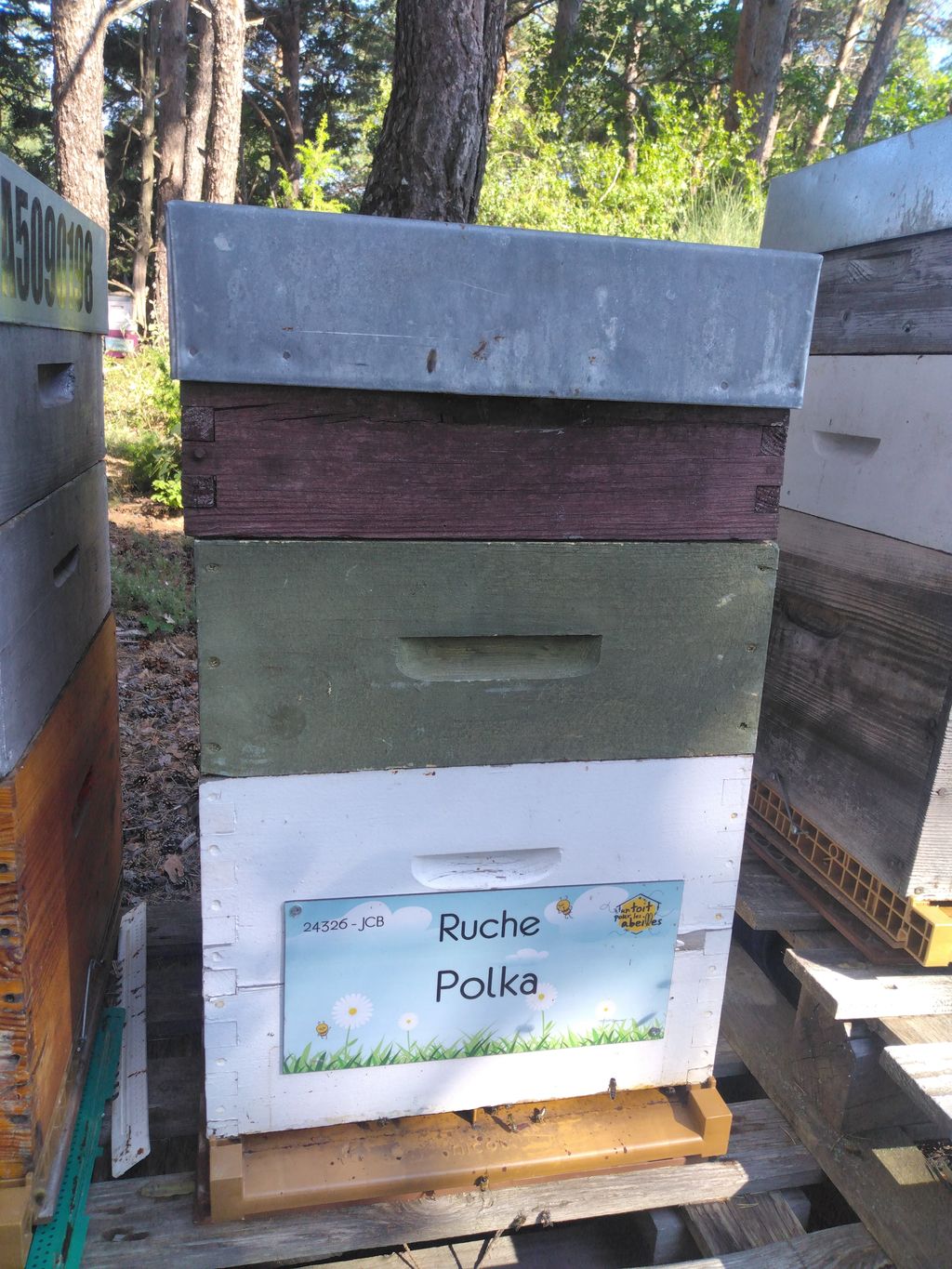 La ruche Polka