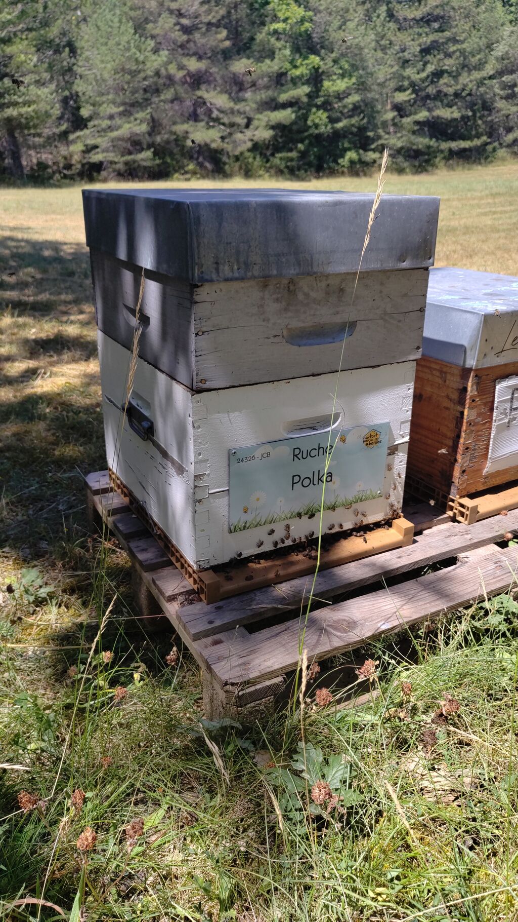 La ruche Polka