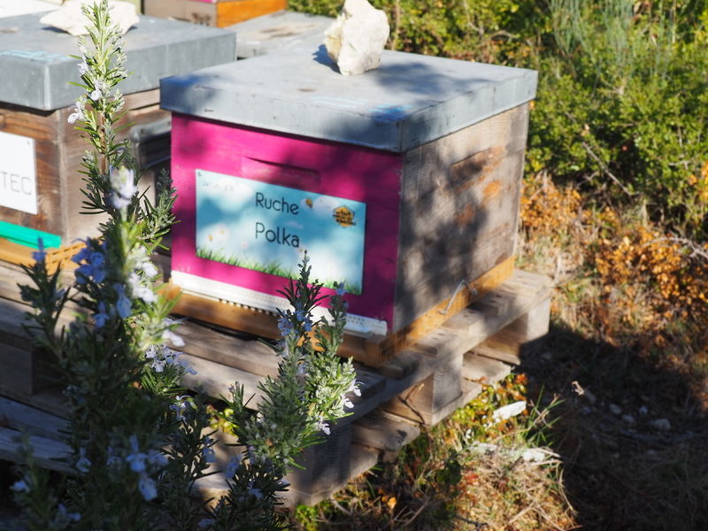 La ruche Polka