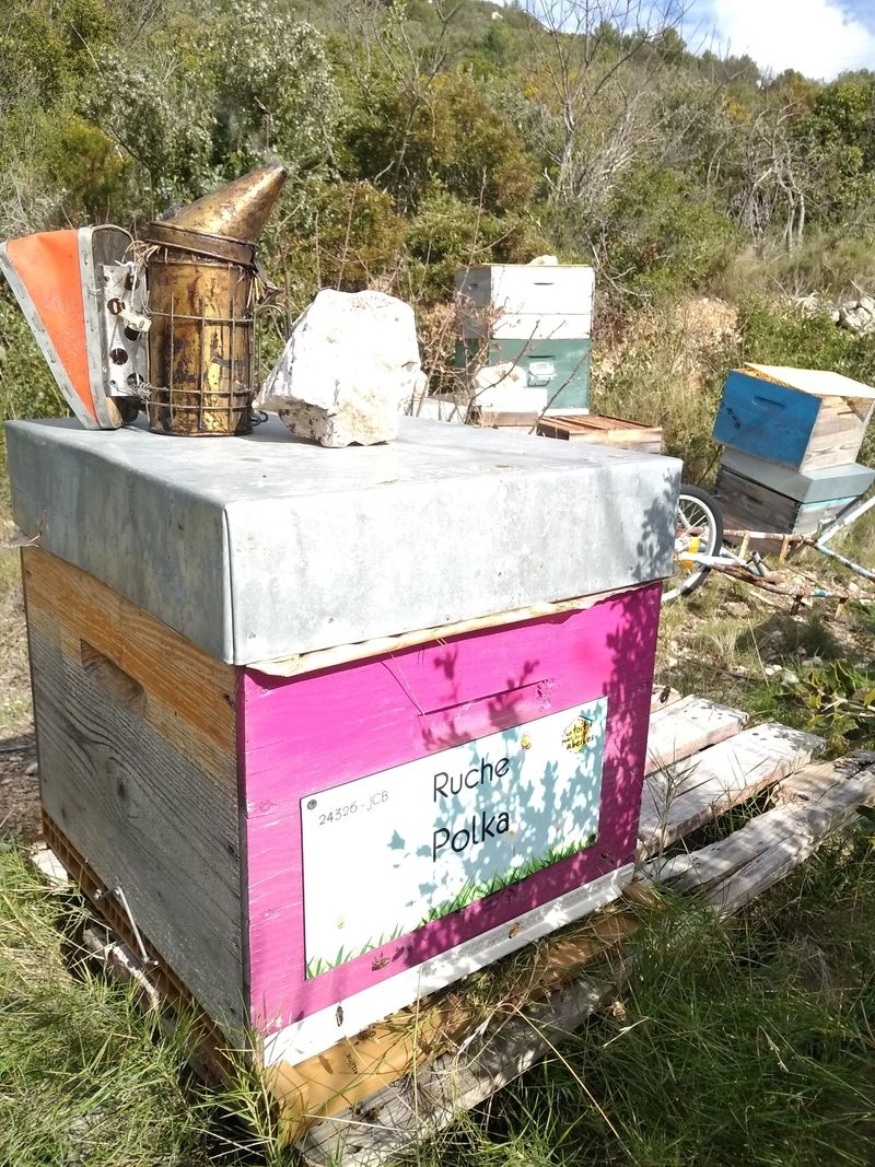La ruche Polka