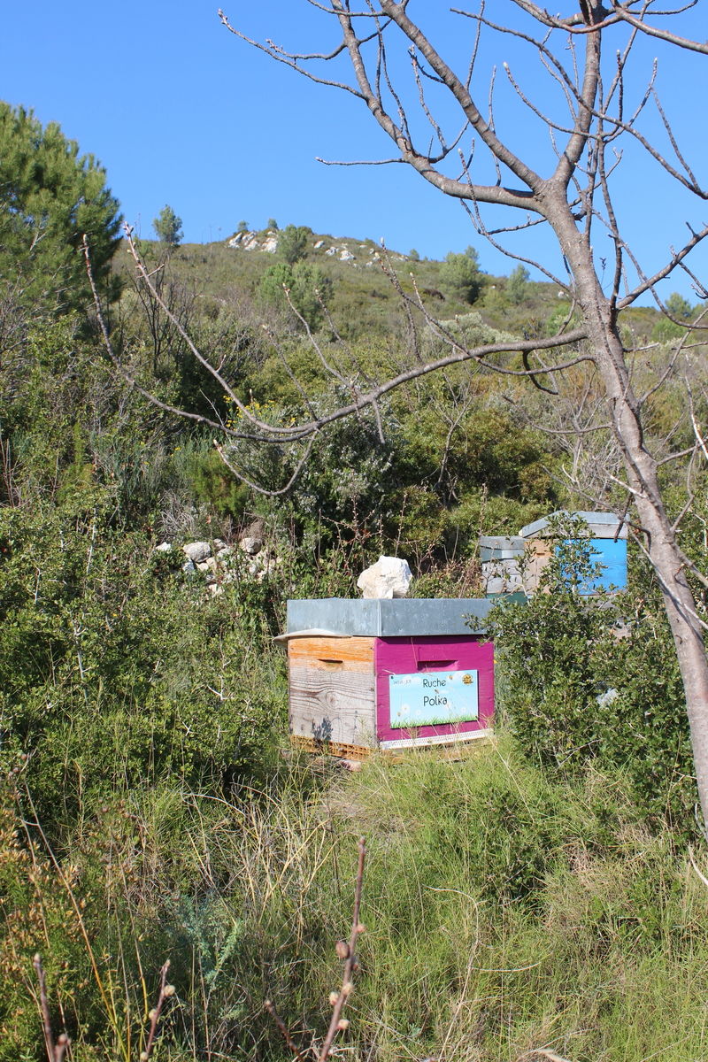 La ruche Polka