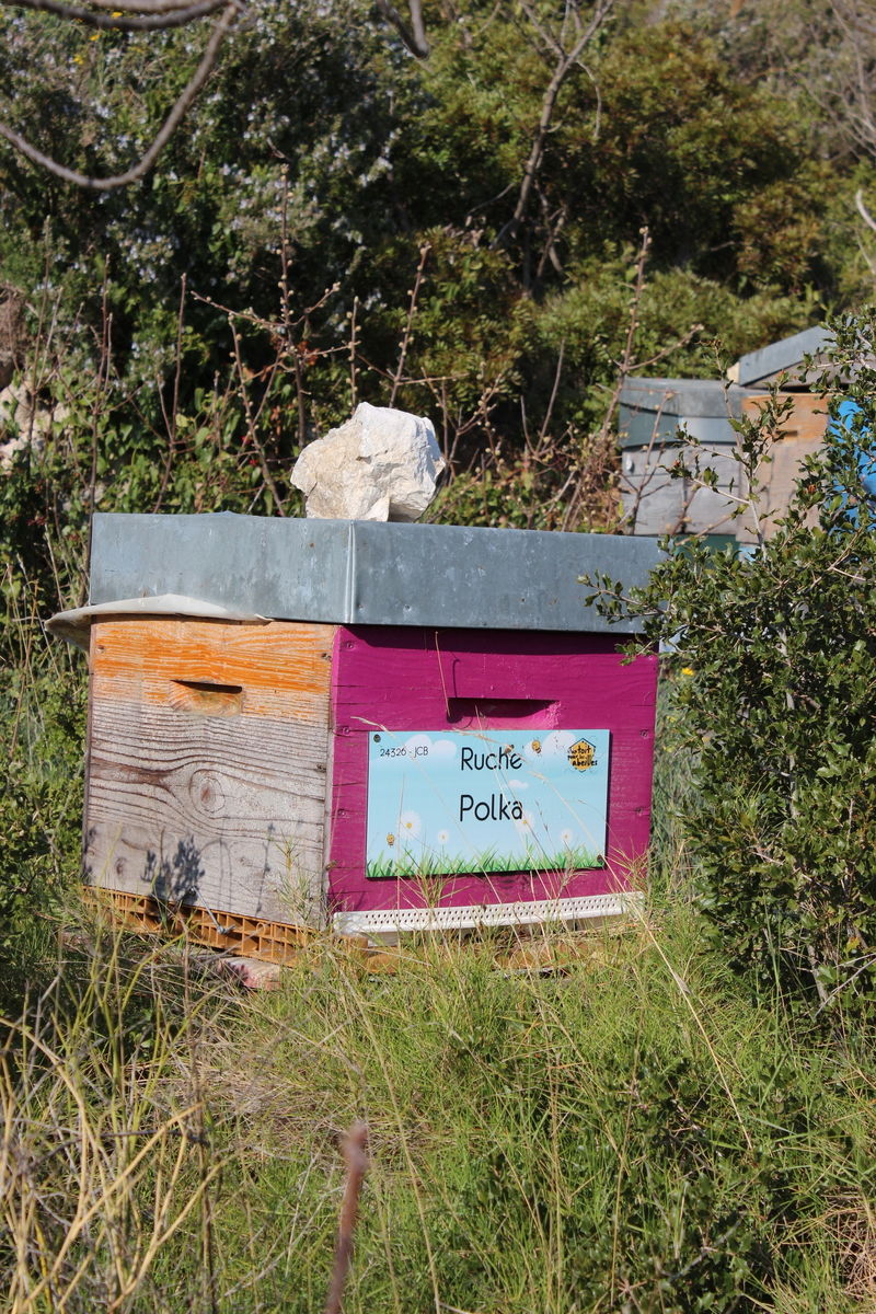 La ruche Polka