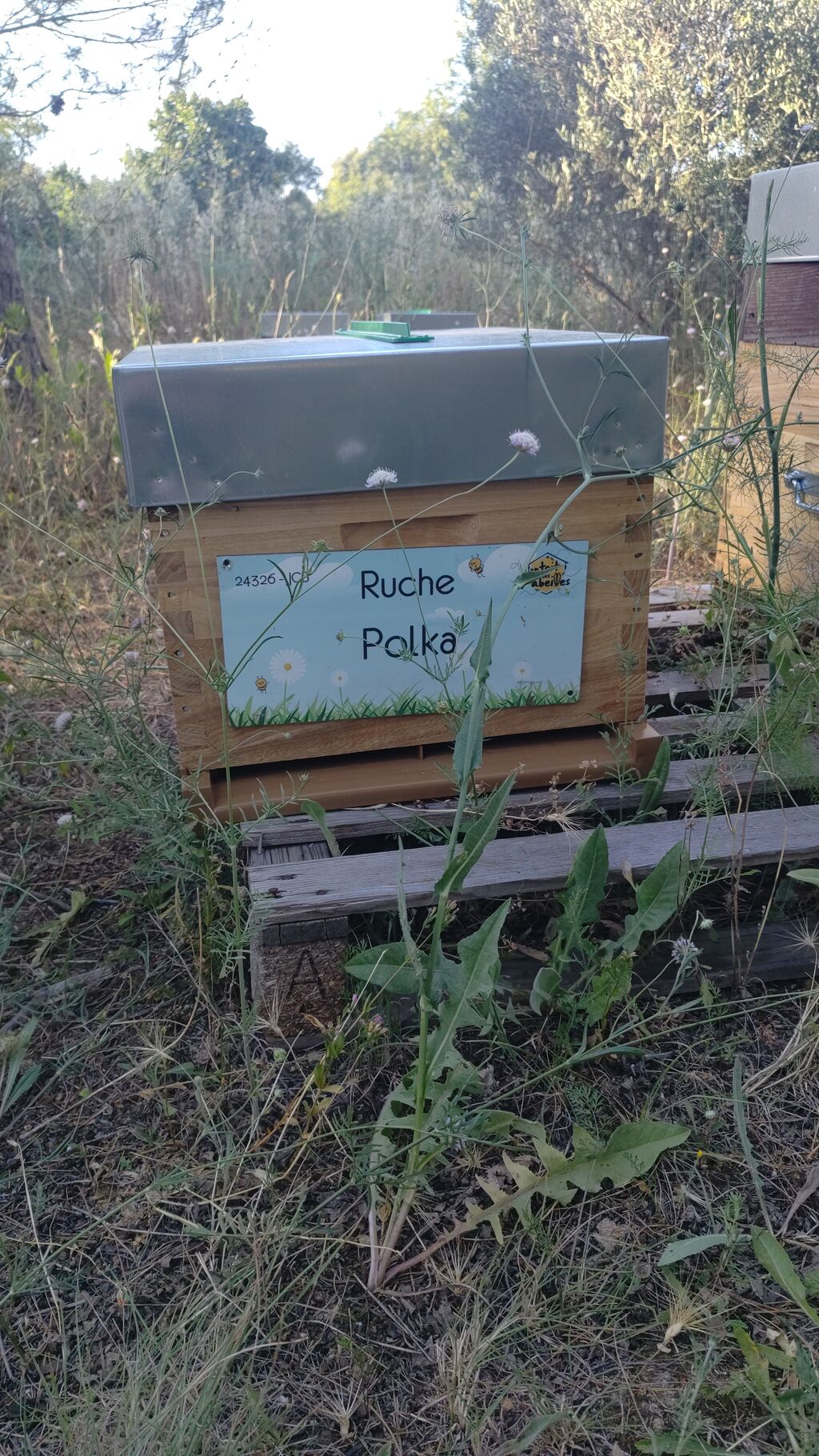 La ruche Polka