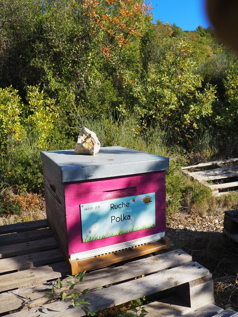 La ruche Polka