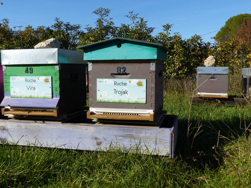 La ruche Trojak