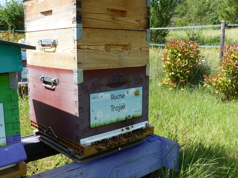 La ruche Trojak