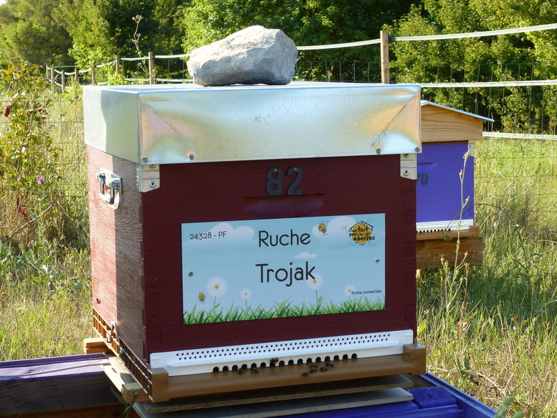 La ruche Trojak