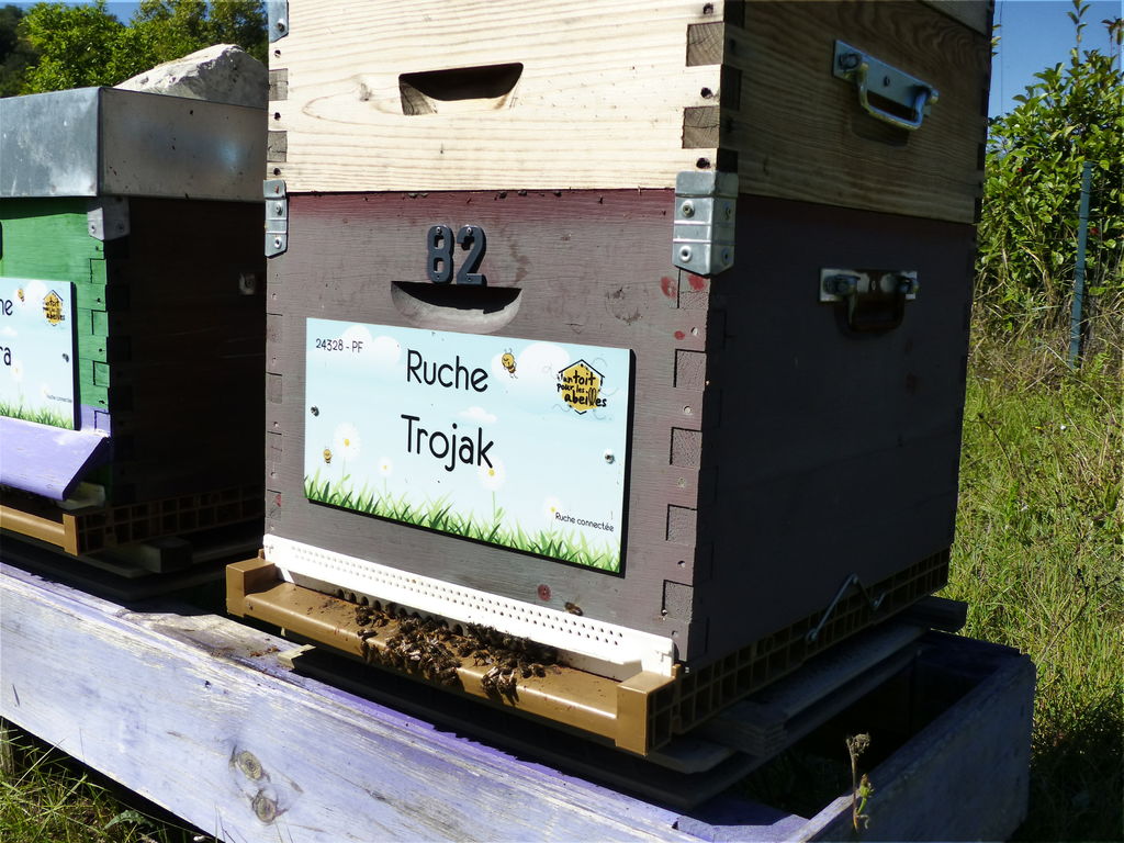 La ruche Trojak