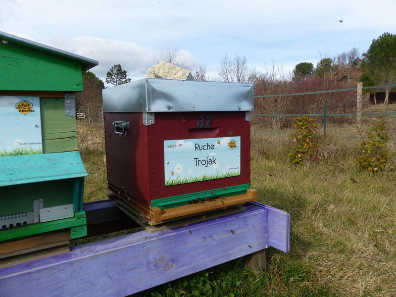 La ruche Trojak