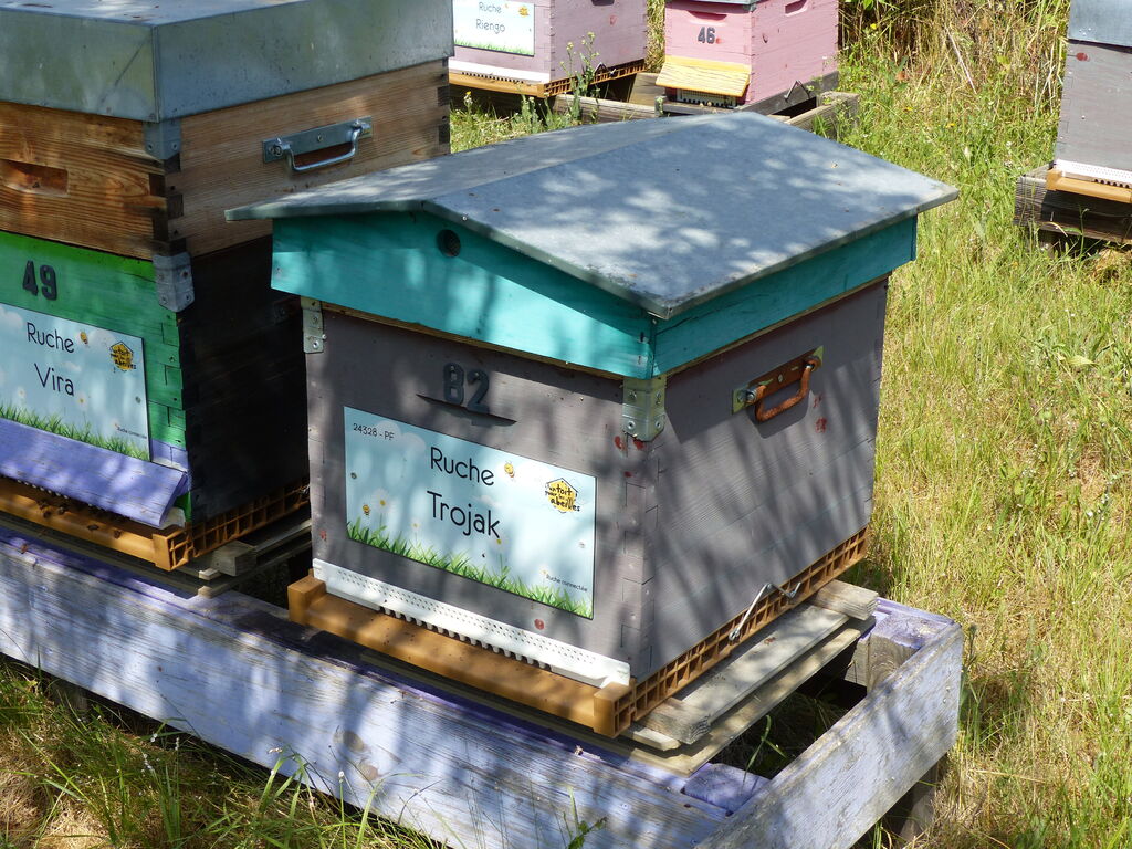La ruche Trojak