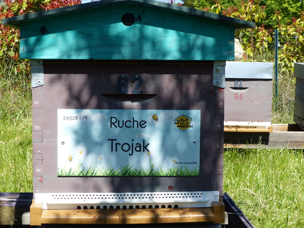 La ruche Trojak